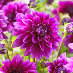 Dahlia Striped Duet Bulbs Perennial Growing Bonsai Roots Rhizomes Corms Tubers Potted Planting Reblooming Fragrant Garden Species Blooms Flower Seeds Plant Gardening