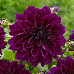 Dahlia Striped Duet Bulbs Perennial Growing Bonsai Roots Rhizomes Corms Tubers Potted Planting Reblooming Fragrant Garden Species Blooms Flower Seeds Plant Gardening