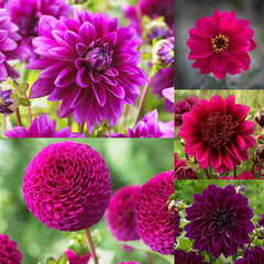 Dahlia Striped Duet Bulbs Perennial Growing Bonsai Roots Rhizomes Corms Tubers Potted Planting Reblooming Fragrant Garden Species Blooms Flower Seeds Plant Gardening