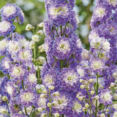 Delphinium Seeds Suitable for autumn & winter
