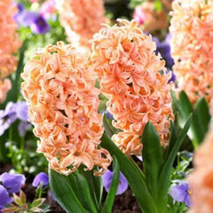 Mixed Color Hyacinth Seeds