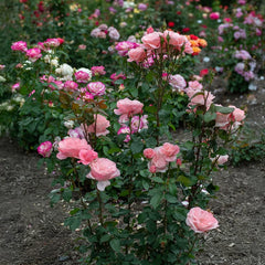 Queen Elizabeth Grandiflora Rose
