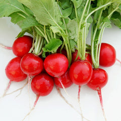 Sora Radish