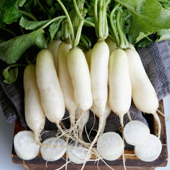 Leda Radish