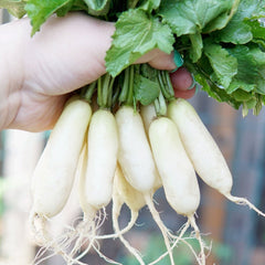 Leda Radish