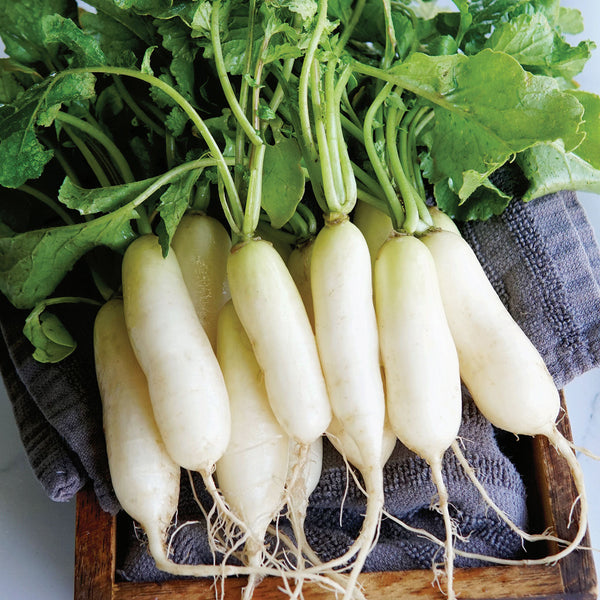 Leda Radish