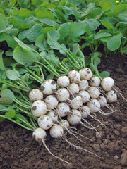 Pearl F1 Organic - Seedsplant