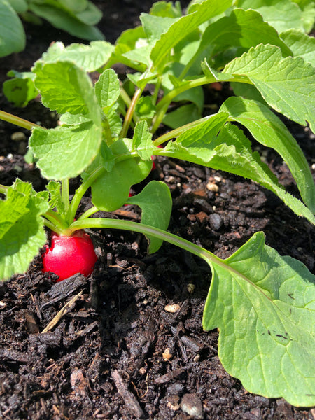 Raxe Organic