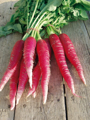 Ostergruss Rosa 2 Organic - Seedsplant