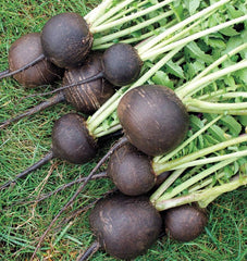 Black Spanish Round - Seedsplant