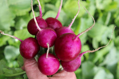 Purpura F1 - Seedsplant