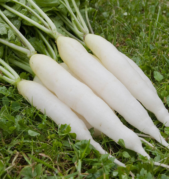 White Icicle
