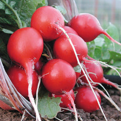 Cherry Belle Radish