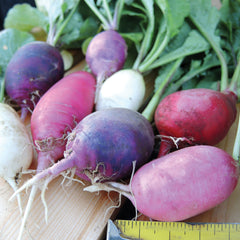 Easter Egg II Radish
