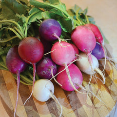 Easter Egg II Radish