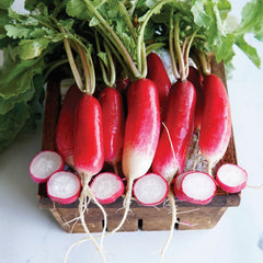 French Breakfast Radish