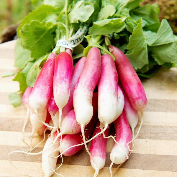French Breakfast Radish