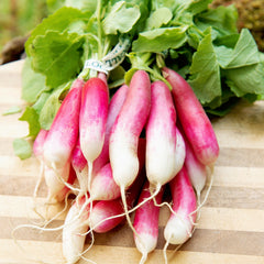 French Breakfast Radish