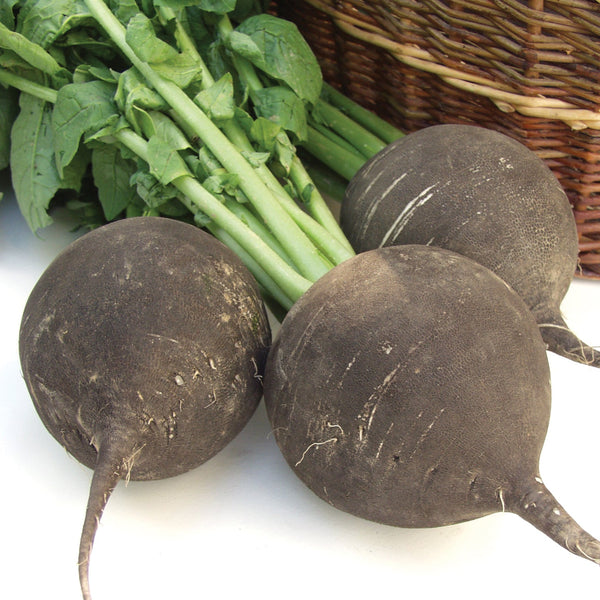 Runder Schwarzer Winter Radish