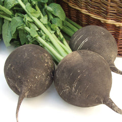Runder Schwarzer Winter Radish