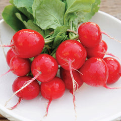 Celesta Radish