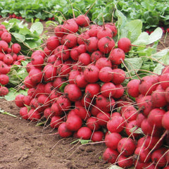 Celesta Radish