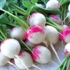 Red Head Radish
