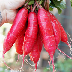 Dragon Radish
