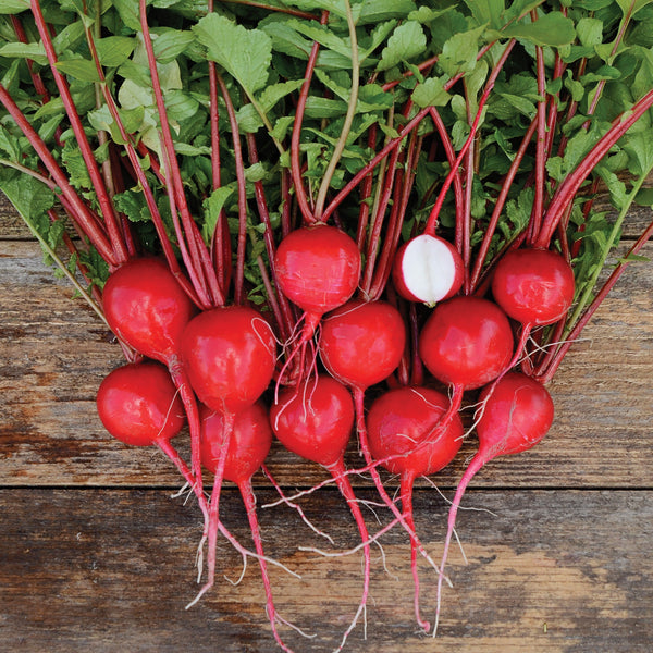Nile Radish