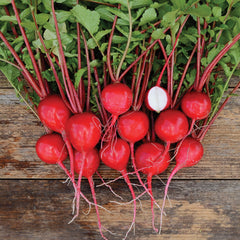 Nile Radish