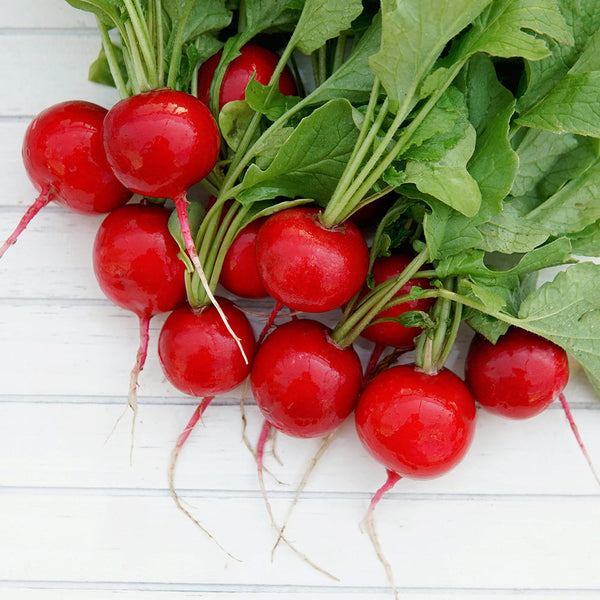 Escala Radish