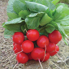 Escala Radish