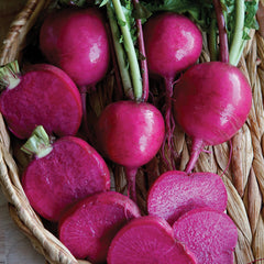 Wonderland Radish