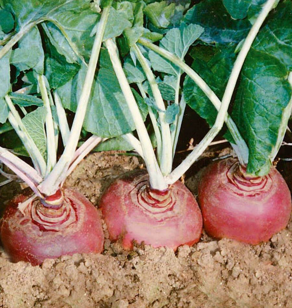 Helenor Organic
