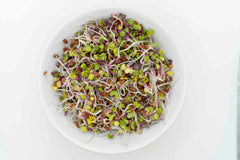 Radish Organic - Seedsplant