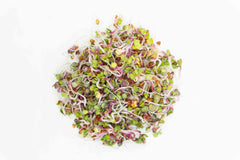 Radish Organic - Seedsplant