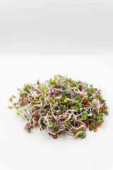 Radish Organic - Seedsplant