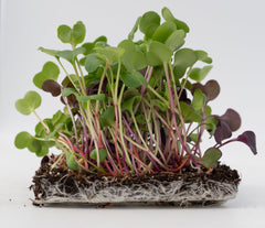 Radical Radish Mix