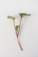 Radical Radish Mix