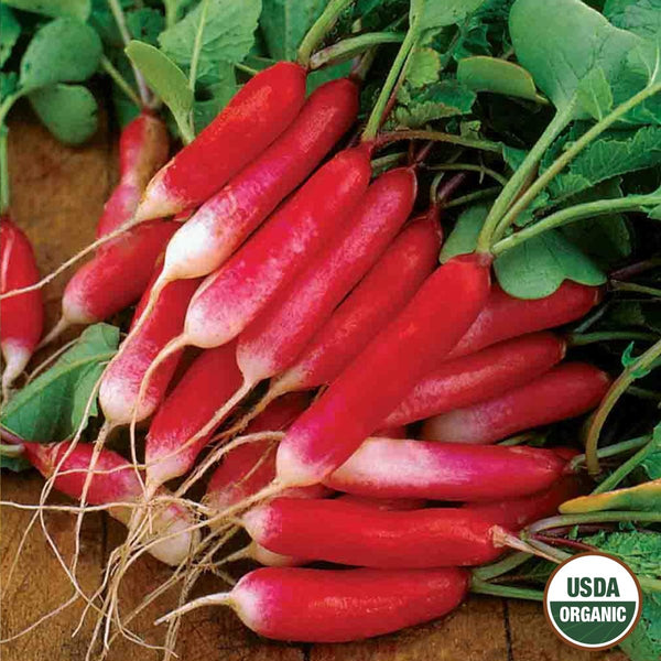 Radish, French Breakfast Organic Seeds, 2.6g