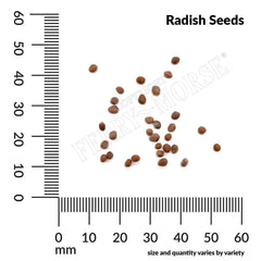 Radish, Crimson Giant Organic Seeds, 2.6g