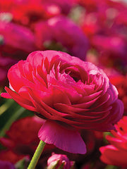Magenta Ranunculus  Corms Bulbs Growing Bonsai Roots Rhizomes Tubers Potted Planting Reblooming Fragrant Garden Species Blooms Flower Seeds Plant Gardening