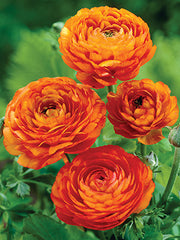 Ranunculus Orange Corms Bulbs Growing Bonsai Roots Rhizomes Tubers Potted Planting Reblooming Fragrant Garden Species Blooms Flower Seeds Plant Gardening
