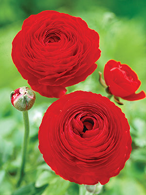Red Ranunculus Corms Bulbs Persian Buttercup Growing Bonsai Roots Rhizomes Tubers Potted Planting Reblooming Fragrant Garden Species Blooms Flower Seeds Plant Gardening