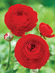 Red Ranunculus Corms Bulbs Persian Buttercup Growing Bonsai Roots Rhizomes Tubers Potted Planting Reblooming Fragrant Garden Species Blooms Flower Seeds Plant Gardening - Seedsplant