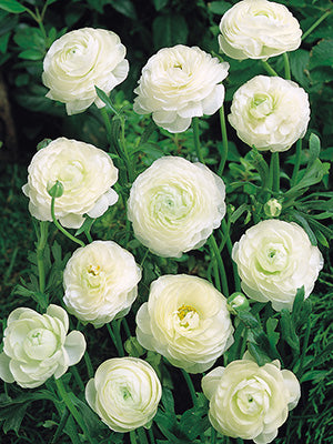 Ranunculus White Corms Bulbs Growing Bonsai Roots Rhizomes Tubers Potted Planting Reblooming Fragrant Garden Species Blooms Flower Seeds Plant Gardening