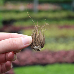 Tomer Orange Ranunculus Corms Bulbs Persian Buttercup Growing Bonsai Roots Rhizomes Tubers Potted Planting Reblooming Fragrant Garden Species Blooms Flower Seeds Plant Gardening