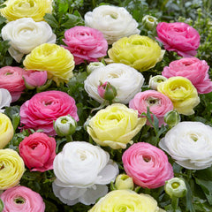 Pastel Mix Ranunculus  Corms Bulbs Growing Bonsai Roots Rhizomes Tubers Potted Planting Reblooming Fragrant Garden Species Blooms Flower Seeds Plant Gardening