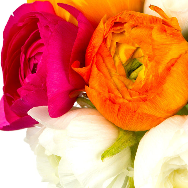 Spring Fever Collection Ranunculus Corms Bulbs Persian Buttercup Growing Bonsai Roots Rhizomes Tubers Potted Planting Reblooming Fragrant Garden Species Blooms Flower Seeds Plant Gardening