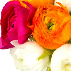 Spring Fever Collection Ranunculus Corms Bulbs Persian Buttercup Growing Bonsai Roots Rhizomes Tubers Potted Planting Reblooming Fragrant Garden Species Blooms Flower Seeds Plant Gardening